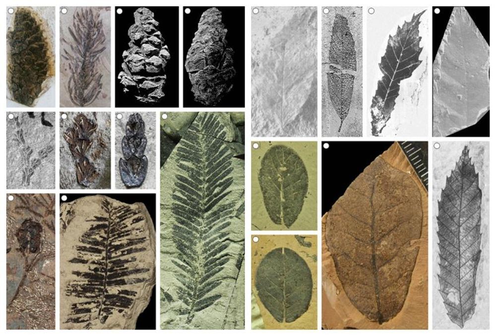 Atlas of Neogene Stratigraphy and Index Fossils in China released