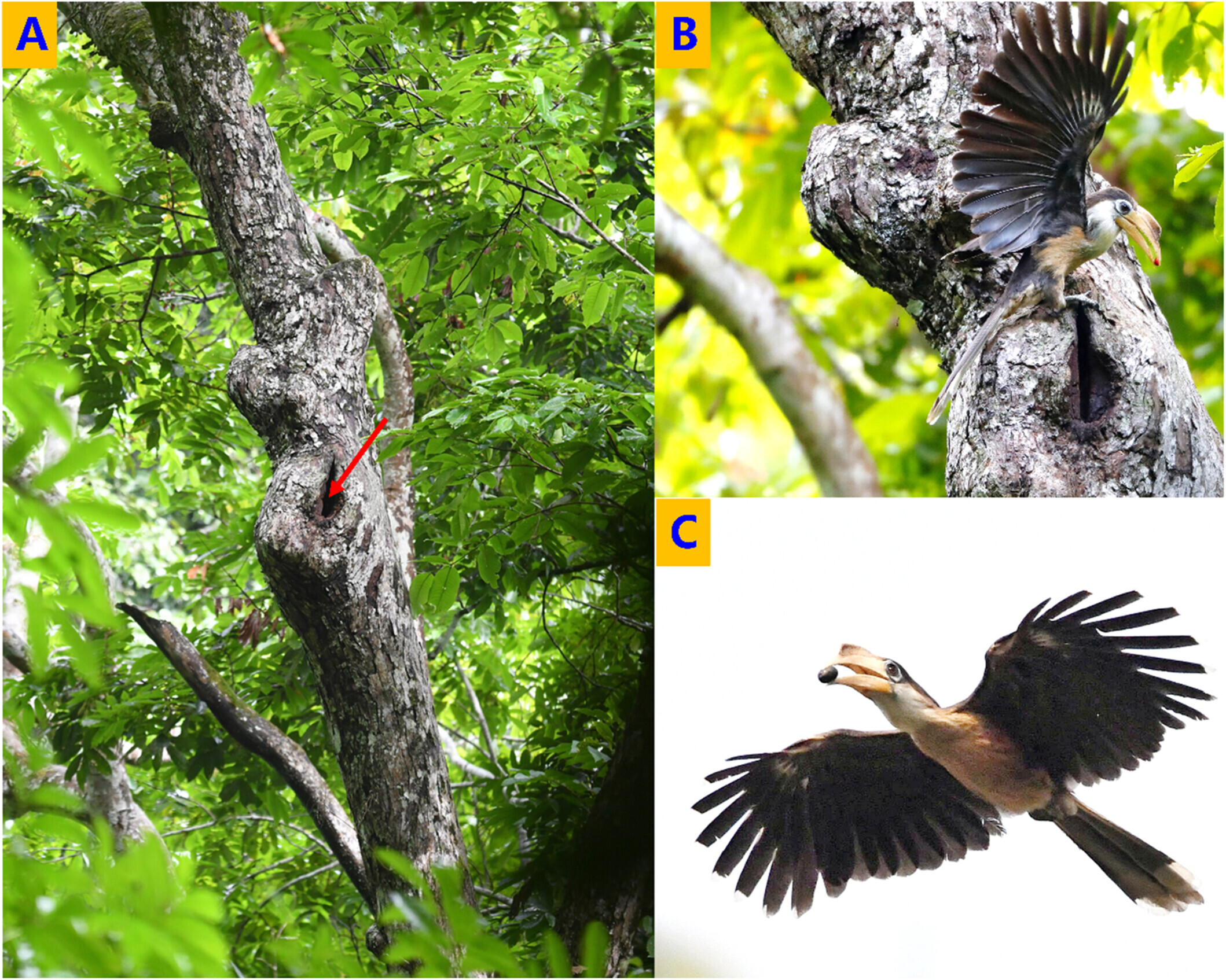 Researchers provide first definitive evidence of cooperative breeding in brown hornbills