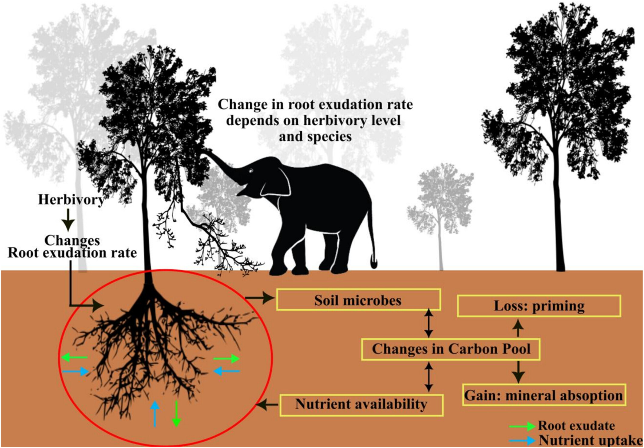 How Elephant Foraging Triggers Rapid Underground Carbon Releases in Tropical Forests