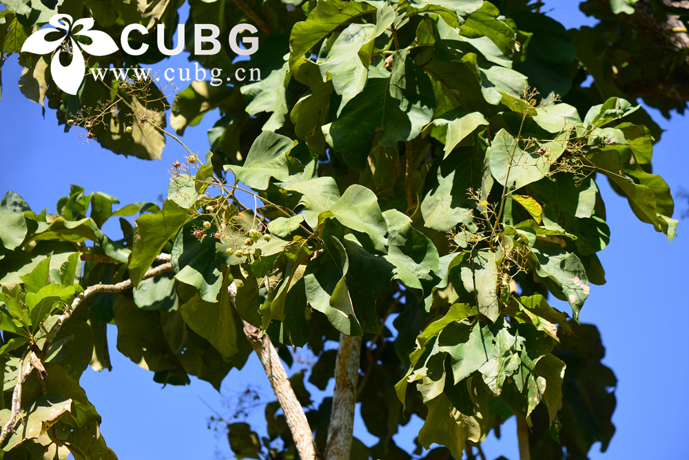 A Rare Natural Compound from Teak Tree Shows Promise for Diabetes and Lipid Disorders