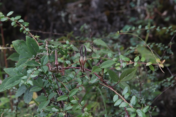 New Plant Species with Densely Hairy Stems Found in Yunnan