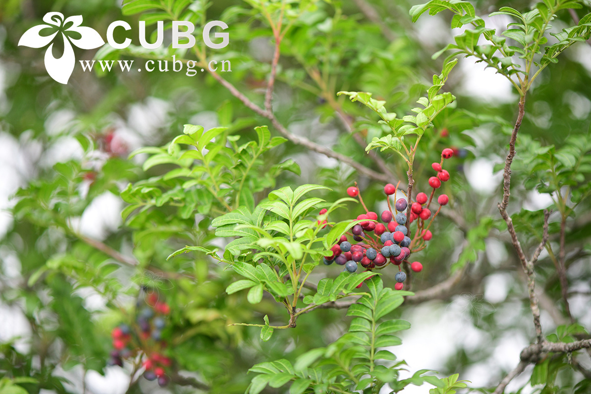 How a Hardy Tree Species Thrives Under Extreme Heat and Drought