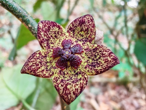 New Climbing Plant Species Found in Yunnan