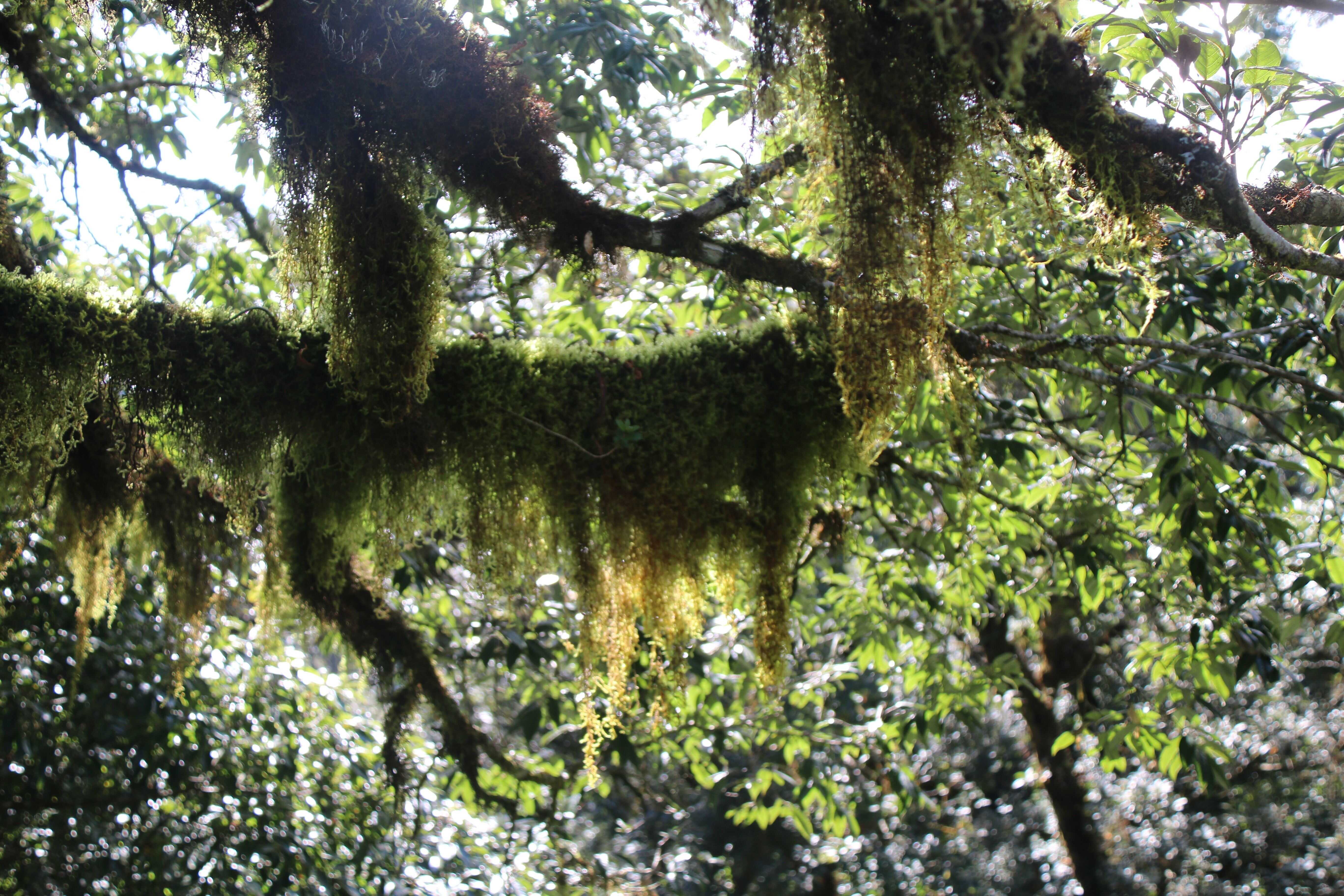 Conservation Strategies for Bryophytes Urgently Needed