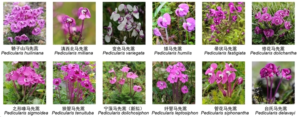 New Cryptic Flowering Plant Species Found in Yunnan