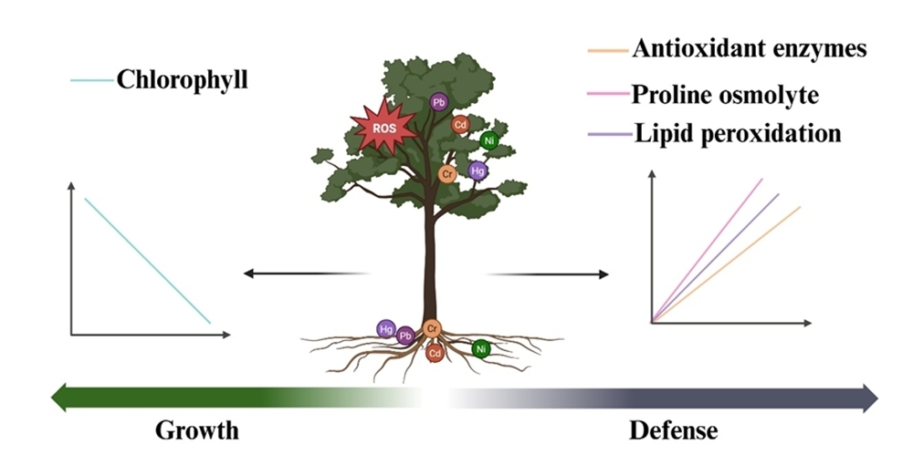 How Do Plants Balance Survival and Remediation in Contaminated Environments?