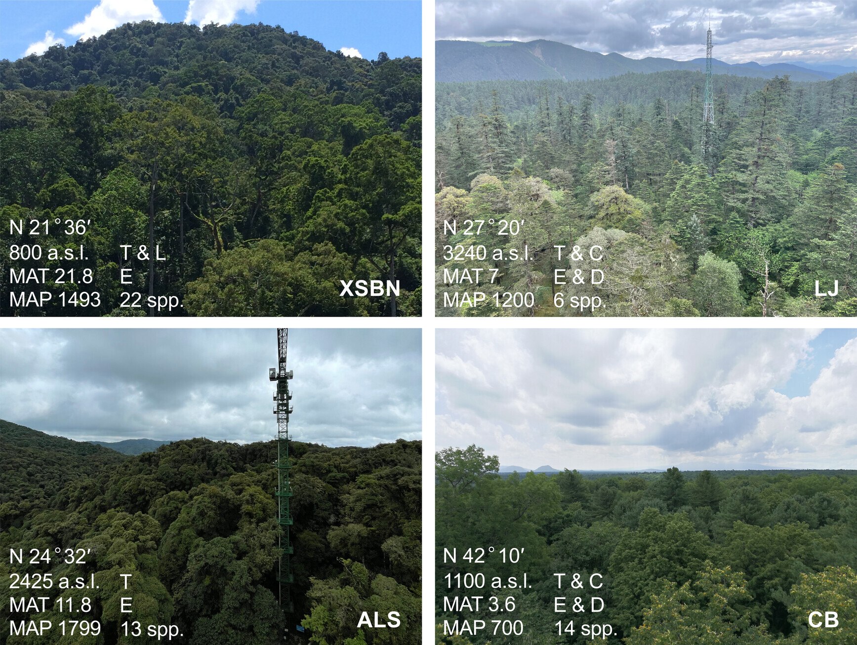 How Do Canopy Trees Balance Survival and Growth Resources Across Climates?