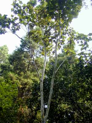 Kapok trees in full bloom----Xishuangbanna Tropical Botanical Garden,CAS