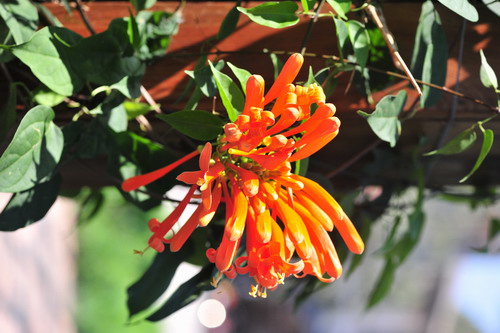 What's in Bloom? …Golden Shower - UF/IFAS Extension Orange County