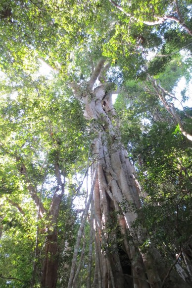 PHOTO: A view up into an enormous strangler fig.
