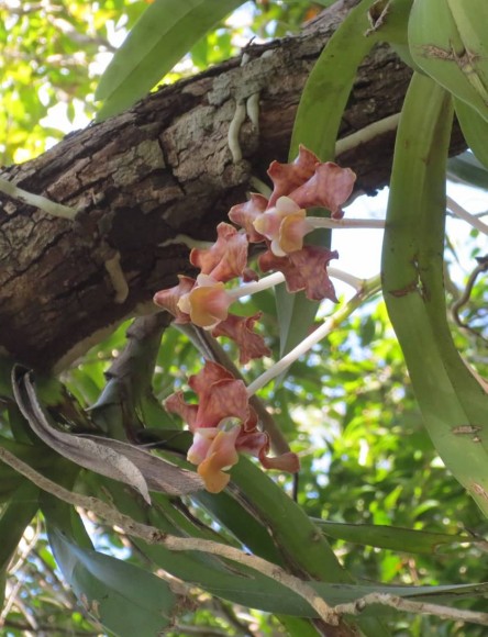PHOTO: Peach-colored epiphytic orchids wrap their roots around a branch.