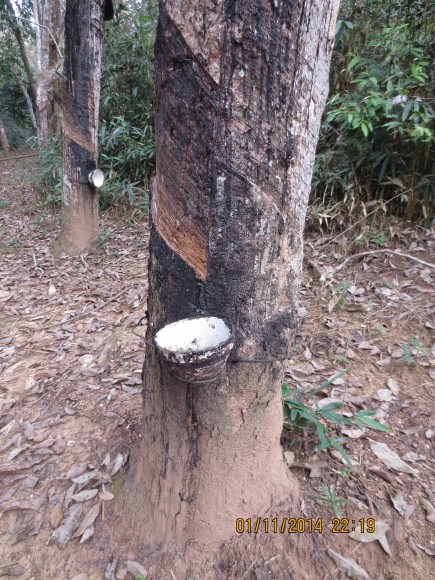 PHOTO: The bark is stripped from a rubber tree. The sap is gathered and turned into rubber.
