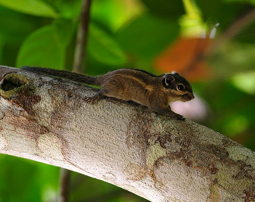 Wildlife watching season in XTBG