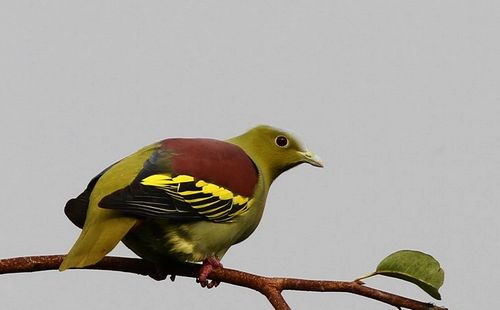 Welcome to watch birds in XTBG
