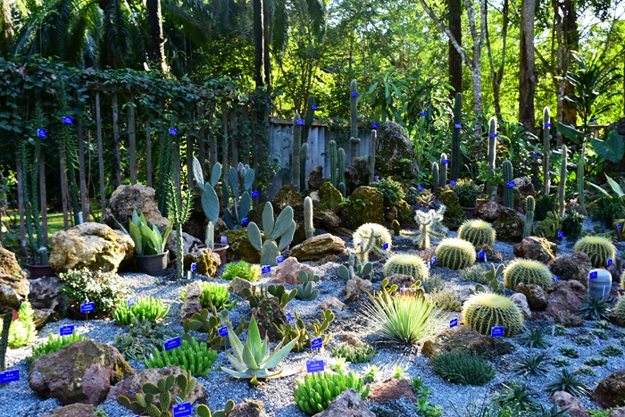 Succulent plants on show to greet Chinese New Year