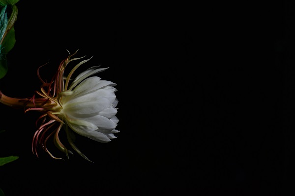 Night blooming orchid cereus on show at XTBG