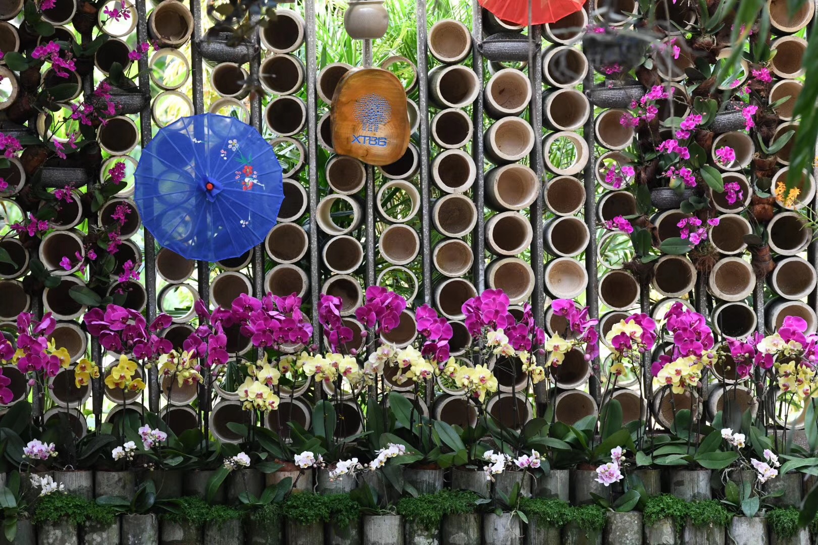Natural Orchid Show 2019 at XTBG