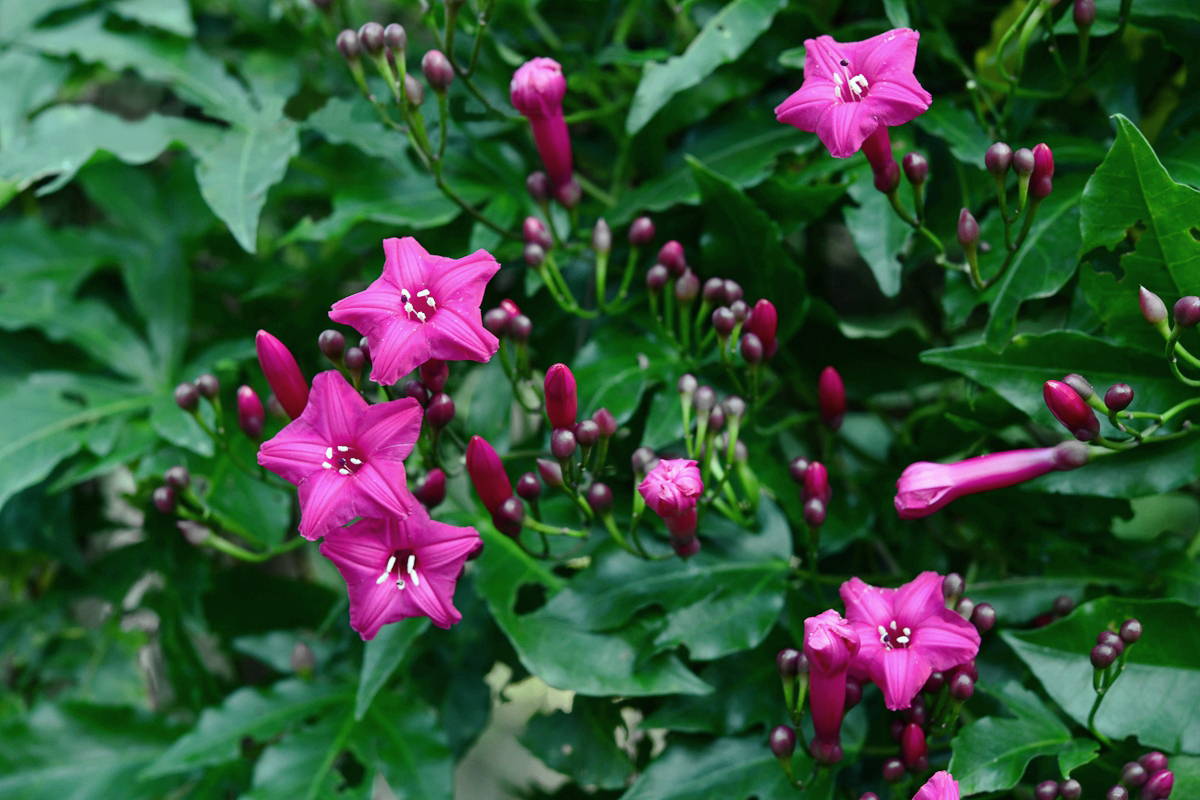 December blooms at Xishuangbanna Tropical Botanic Garden