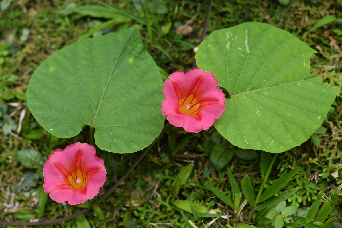 In picture: Year-end blossoms brightening Xishuangbanna 3