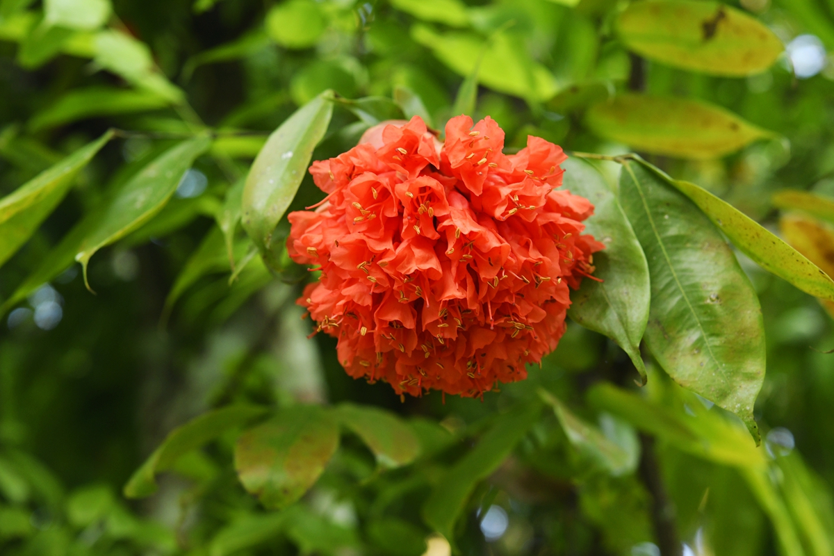 In picture: Year-end blossoms brightening Xishuangbanna