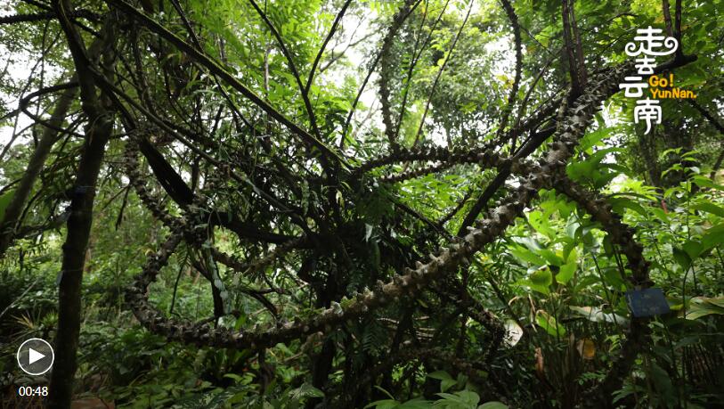 Watch out for 'flying dragons' in Xishuangbanna rain forest