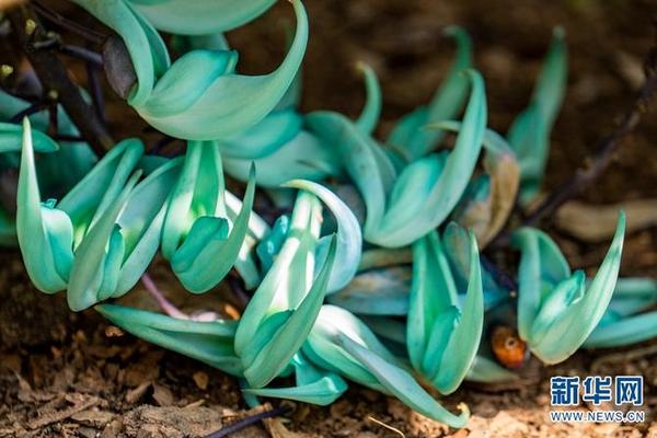 Fantastic plants in Yunnan: Jade Vine
