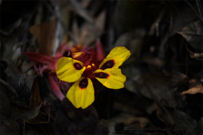 Etlingera yunnanensis reintroduced to the wild