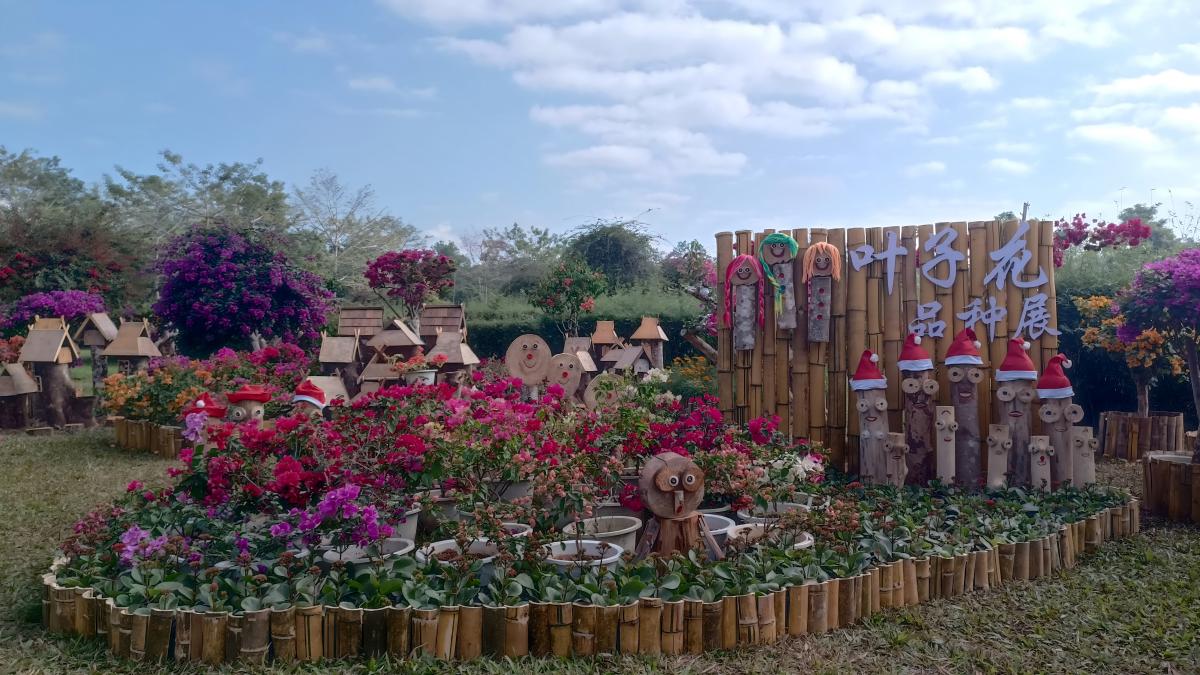Third Bougainvillea&nbsp;flowers exhibition&nbsp;at XTBG