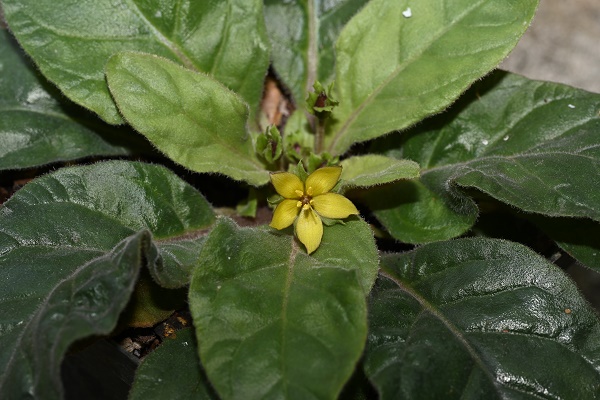 New Species of Primrose Family&nbsp;Reported from Northern Laos