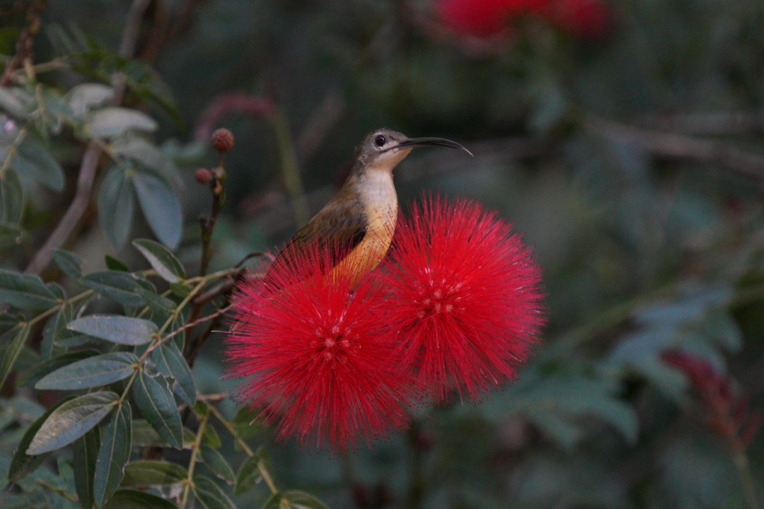 4&nbsp;new bird records--13th XTBG Birding Festival