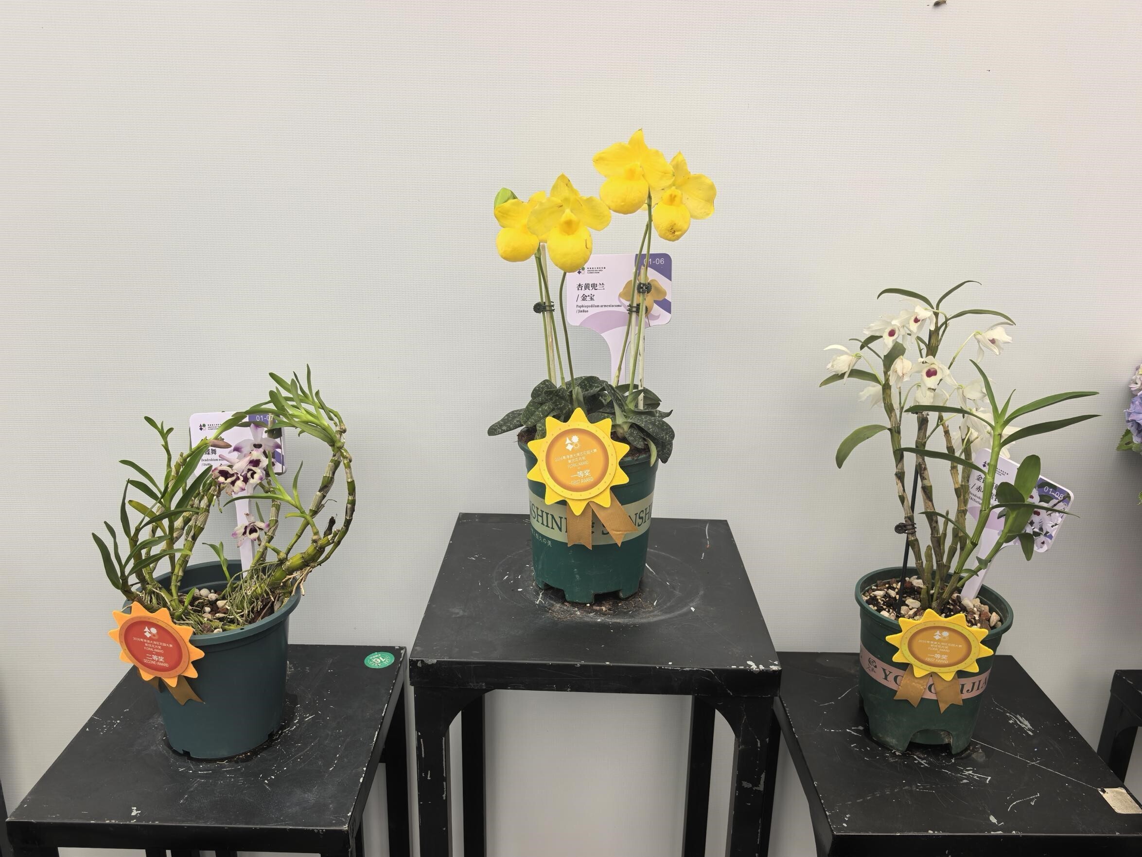 XTBG wins awards at flower show of Guangdong-Hongkong-Macao Greater Bay Area