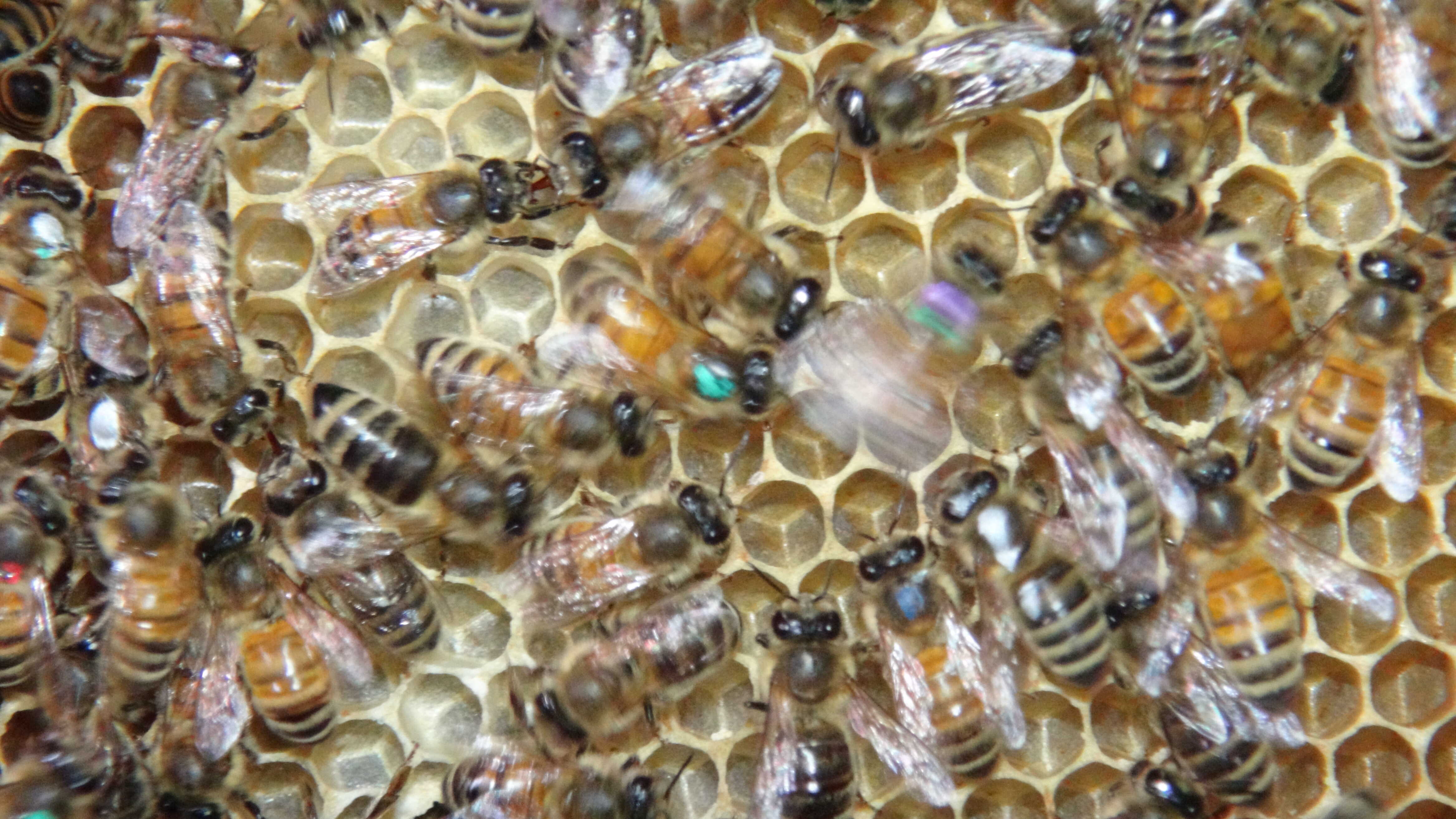 Honey Bee Waggle Dance Depends on Its Audience, Study Finds