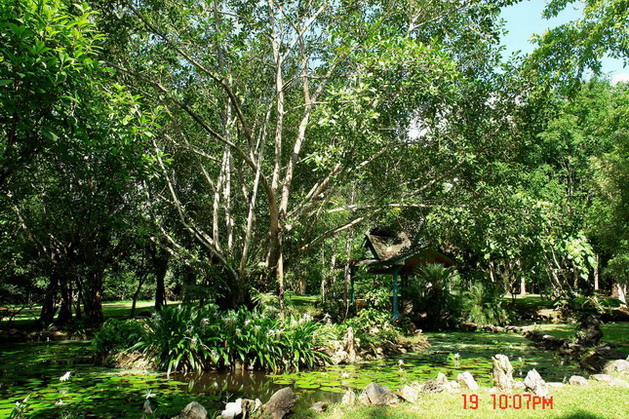Largest ficus garden in China