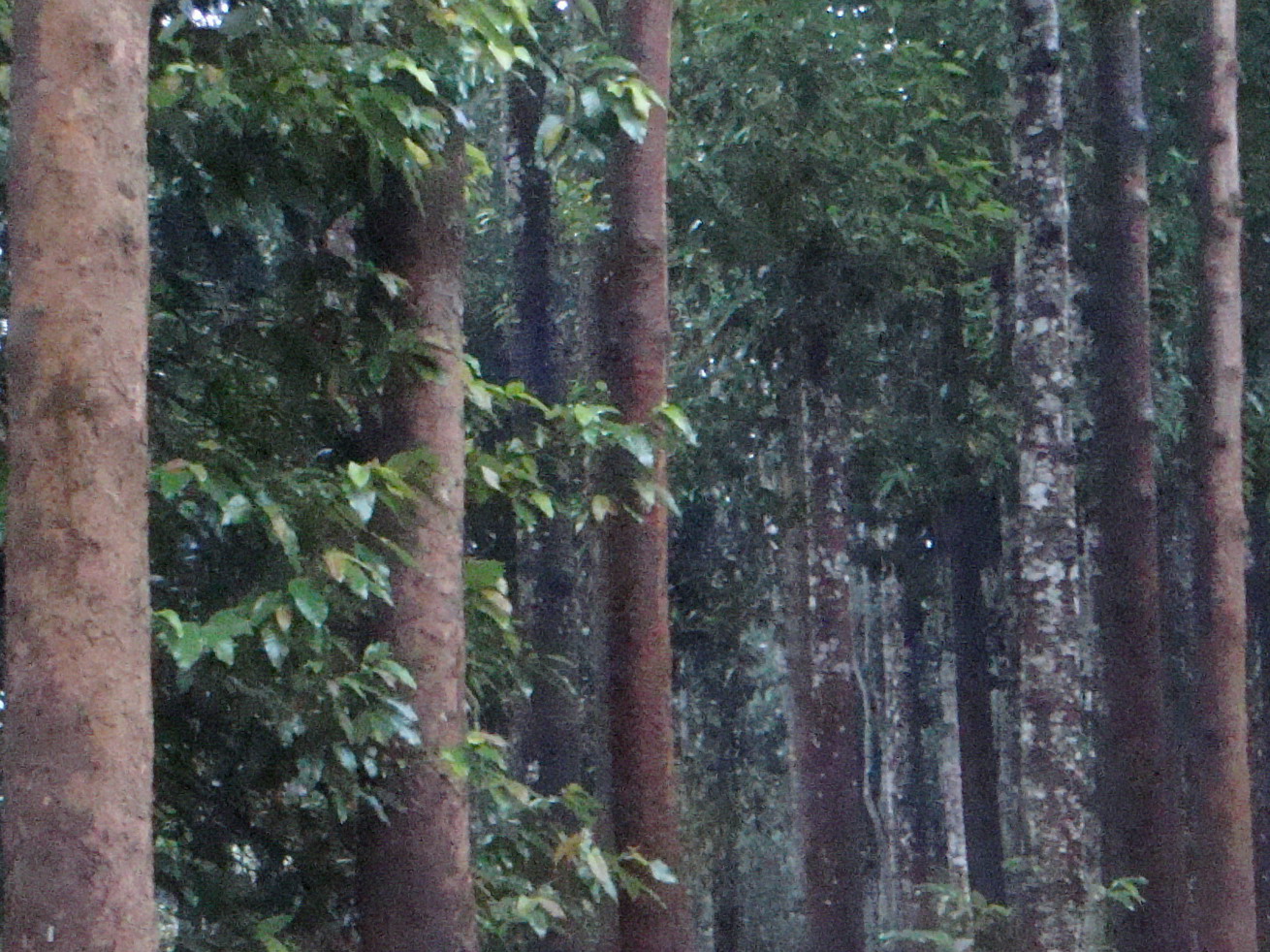 Largest Dipterocarp Garden in China