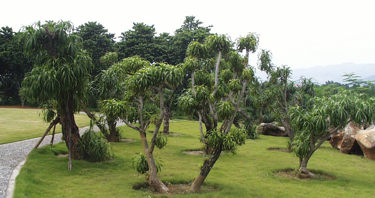 The Dracaena Collection