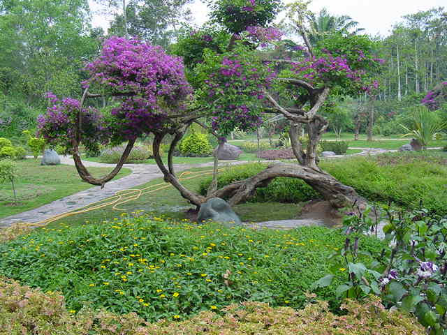 Distinctive Plant Collection