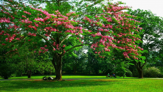 Commemorative Plant Garden