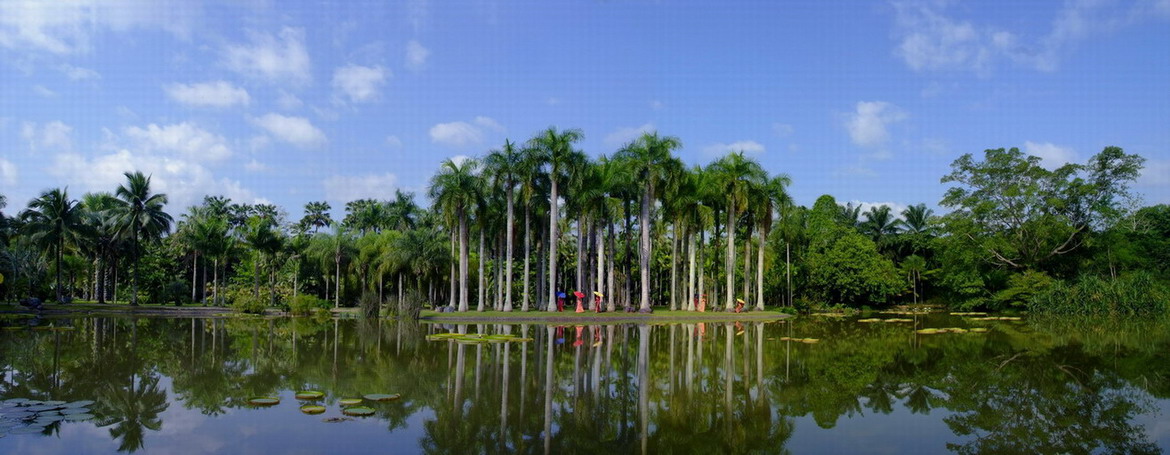 Palm Collection