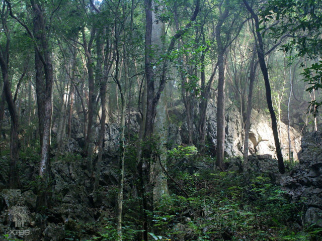 Green Stone Forest