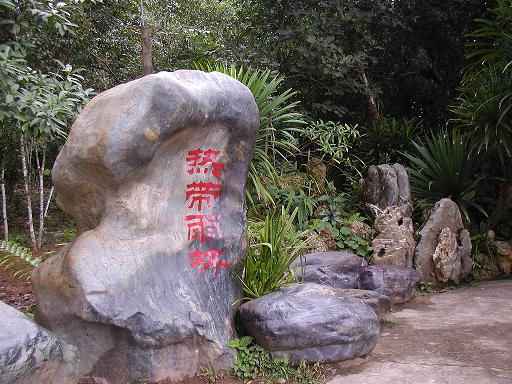 Tropical Rain Forest