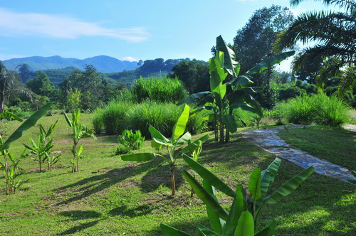 The Garden for Energy Plants