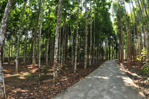 Dipterocarp Collection