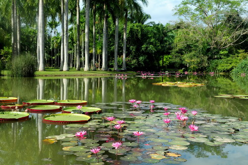 Aquatic Plant Collection