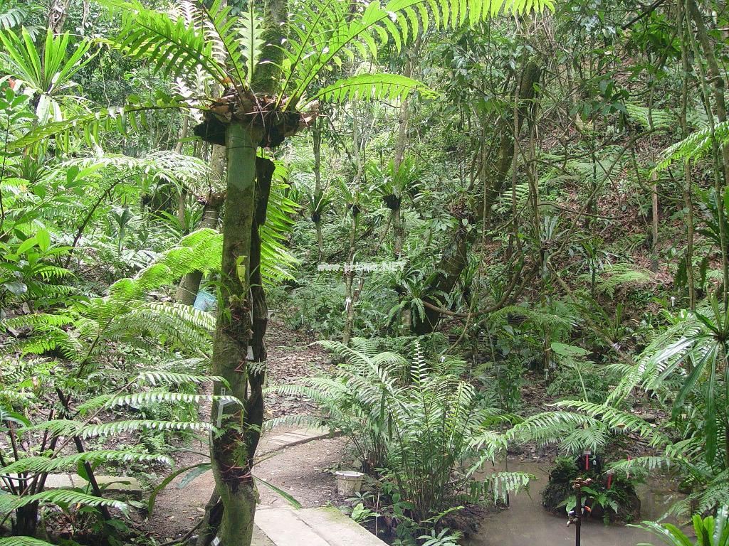 Fern Garden