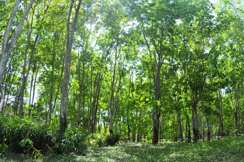 Tropical Agroforestry System Exhibition
