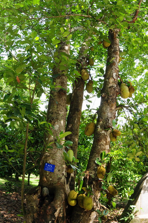 Fruit Garden