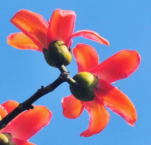 Kapok trees in full bloom