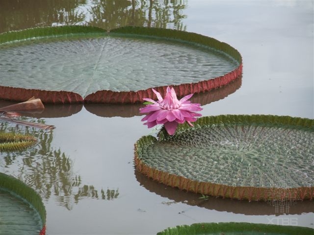 Victoria ‘Longwood Hybrid’ in bloom