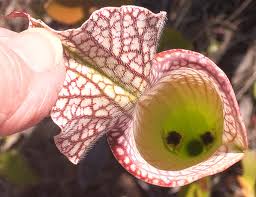 Pitcher Plant