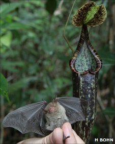 Bat Uses Pitcher Plant as Toilet; Plant Benefits
